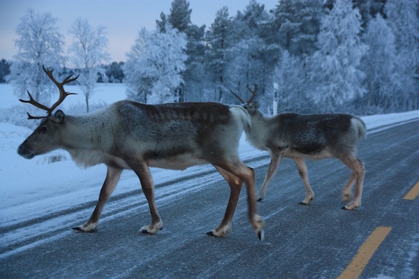 Rencontre en Laponie avec la nature et les animaux notamment les rennes